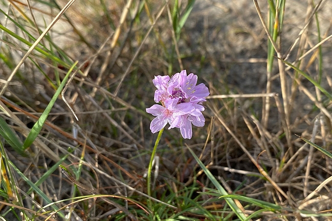 Blühende Grasnelke vor gelbbraunem Gras