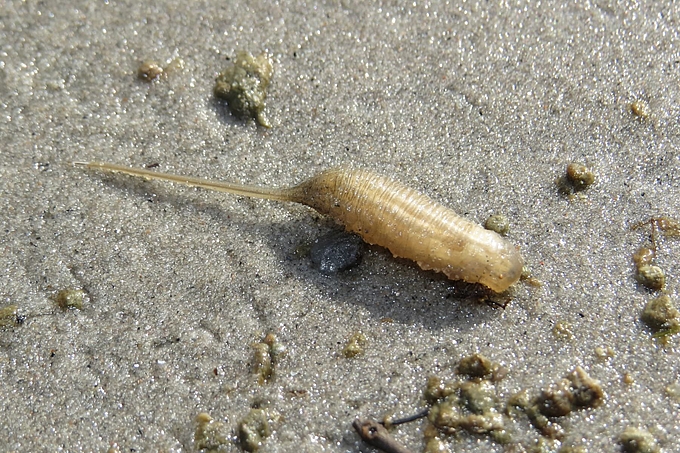Fliegenlarve auf dem Boden
