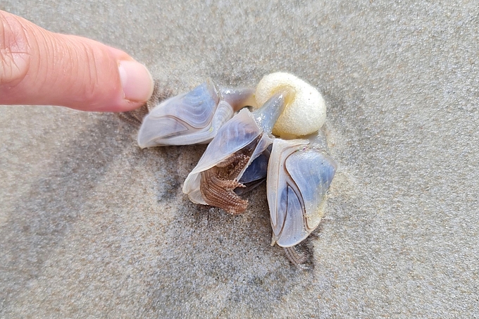 Finger und Entenmuscheln