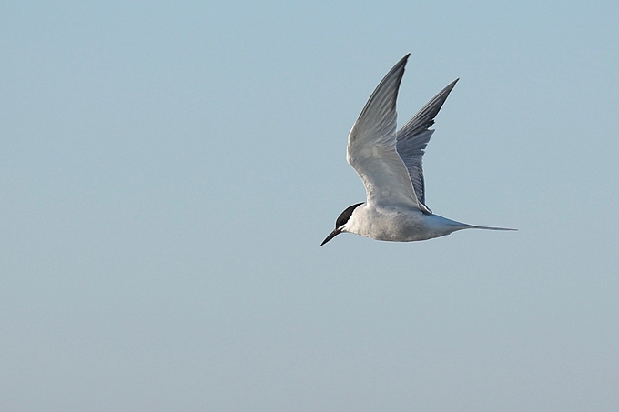 Fliegende Brandseeschwalbe