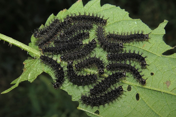 Schwarze Raupen auf Brennnesselblatt