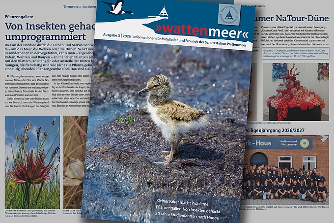 Collage aus Titel und Innenseiten