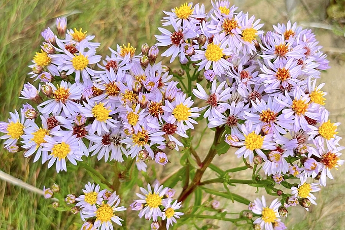 Asterblüten aus der Nähe