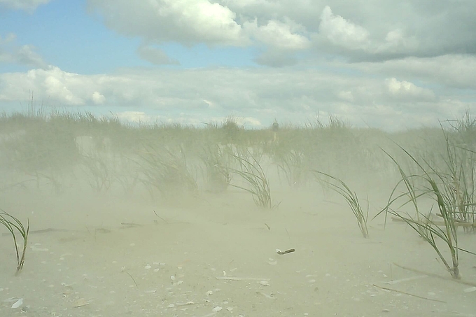 Neststandort im Sandflug