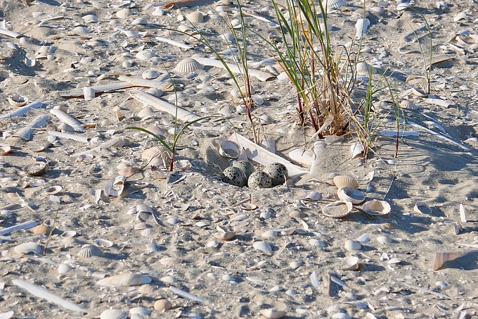 Nest in Muschelsand