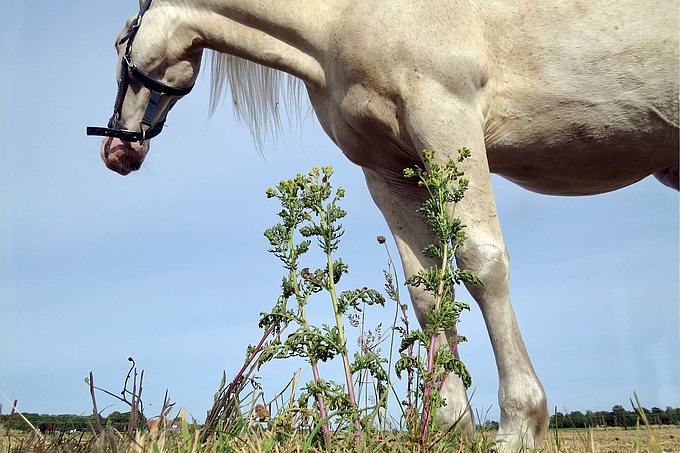 Pferd auf Weide mit hohem Greiskraut