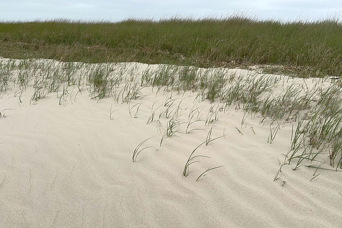 Von Sand überwehte Pflanzen