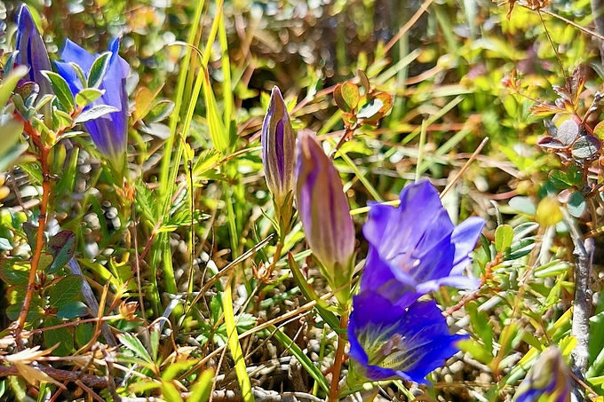 Knospen und Blüten Knospen und Blüten
