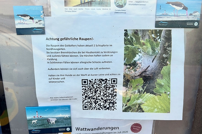 Aushang im Westerhever-Schaukasten