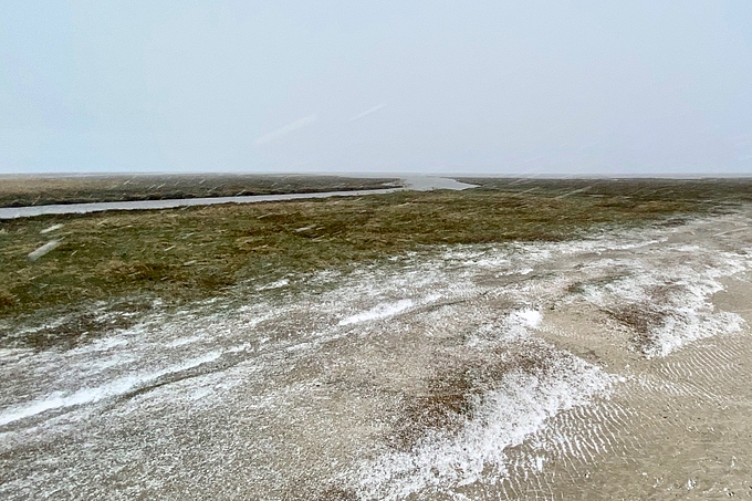 Salzwiese im Schneeschauer