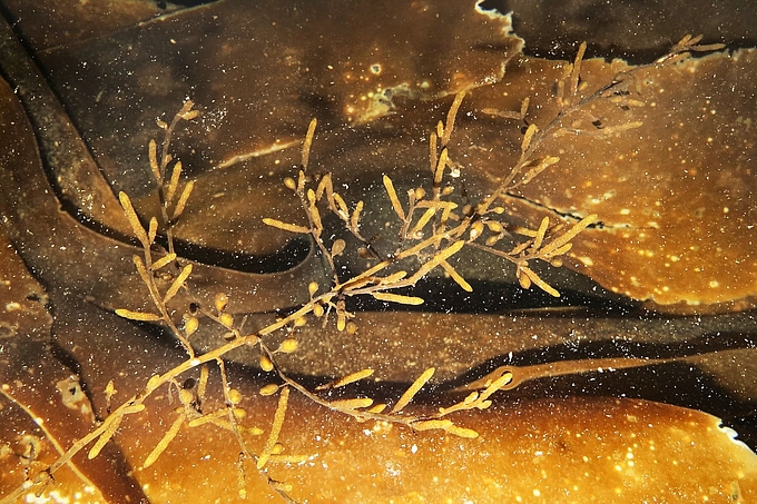 Einzelner Beerentang