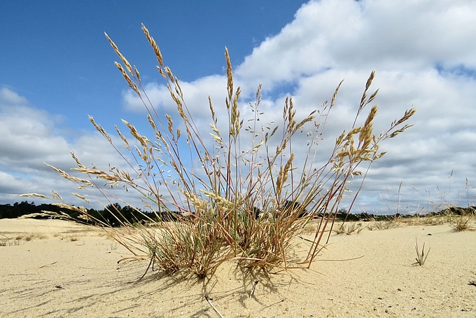 Silbergras auf offenem Sand