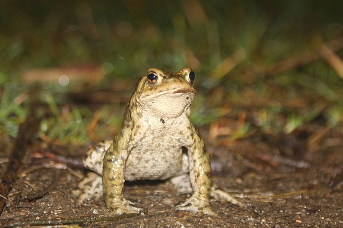 Erdkröte am Wegrand