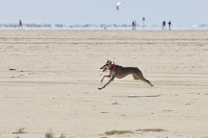 Über Sandbank rennender Hund