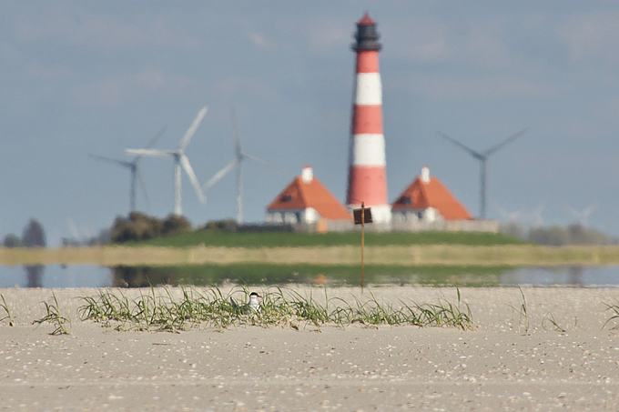 Brütende Küstenseeschwalbe vor dem Leuchtturm Westerhever