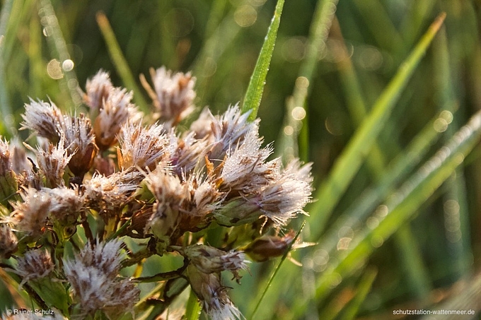 Strandaster und Tautropfen