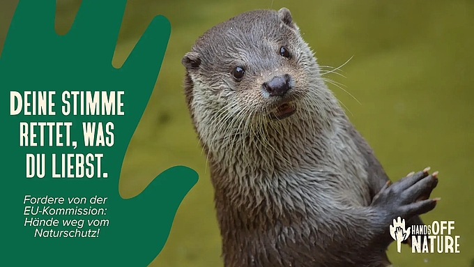 #HandsOffNature Fischotter