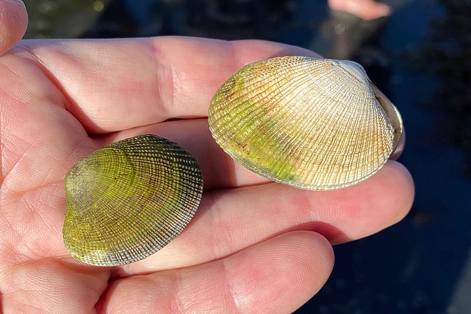 Manila-Teppichmuscheln auf offener Hand