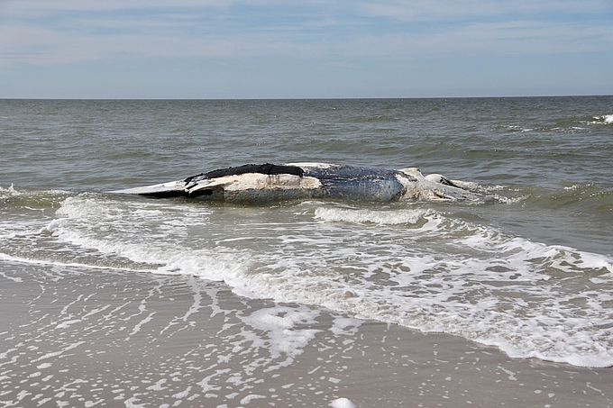 Toter Wal in Wellen am Strand