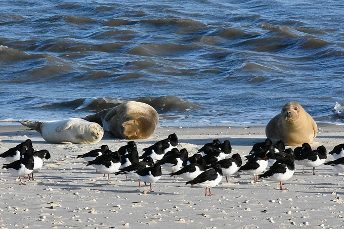 Kegelrobben, Seehund und rastende Austernfischer an der Wasserkante