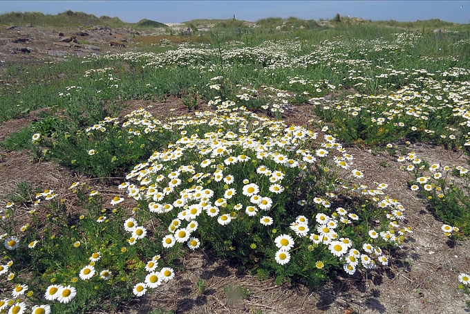 Spülsaum mit großem Kamillen-Bestand Spülsaum mit großem Kamillen-Bestand