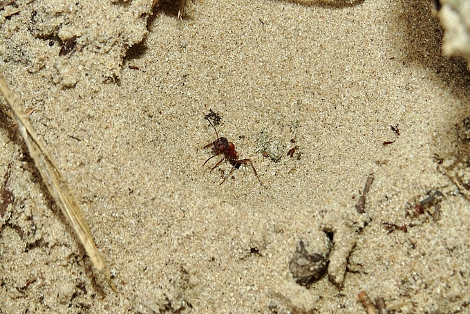 Ameise im Trichter des "Löwen"