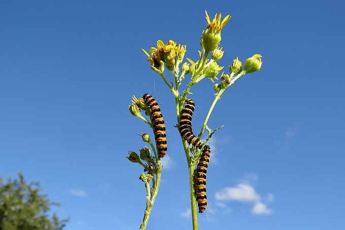 Raupen fressen unterhalb der Blüten