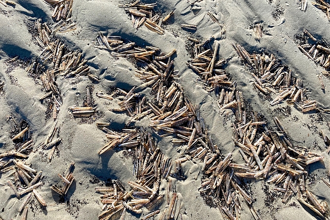 Schwertmuscheln auf dem Watt