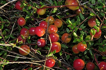 Leuchtend rote Beeren