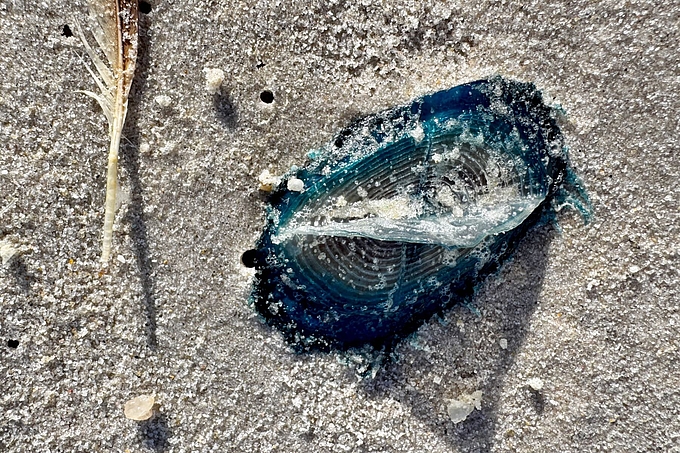 Segelqualle am Sylter Strand