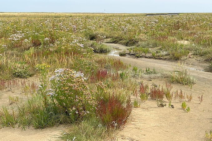 Strandaster-Wiese
