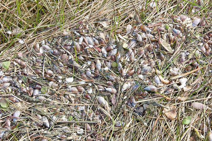Spülsaum mit vielen Mausöhrchenschnecken