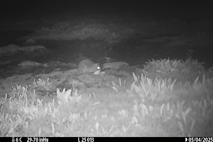 Ratte am Nest
