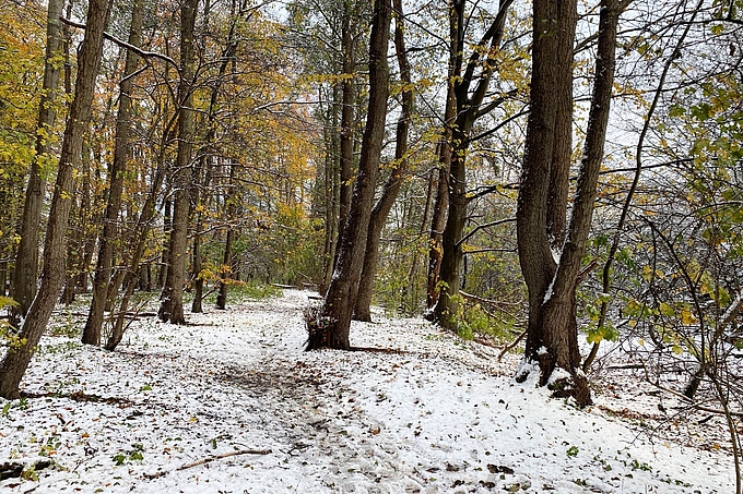 Verschneiter Laubwald