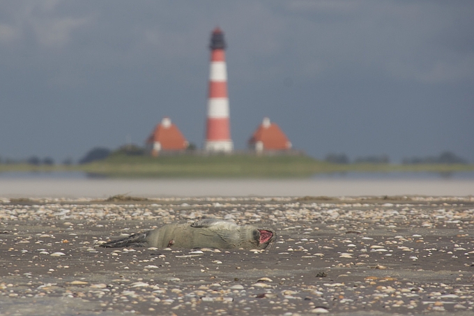 Seehund gähnt vor Leuchtturm Westerhever