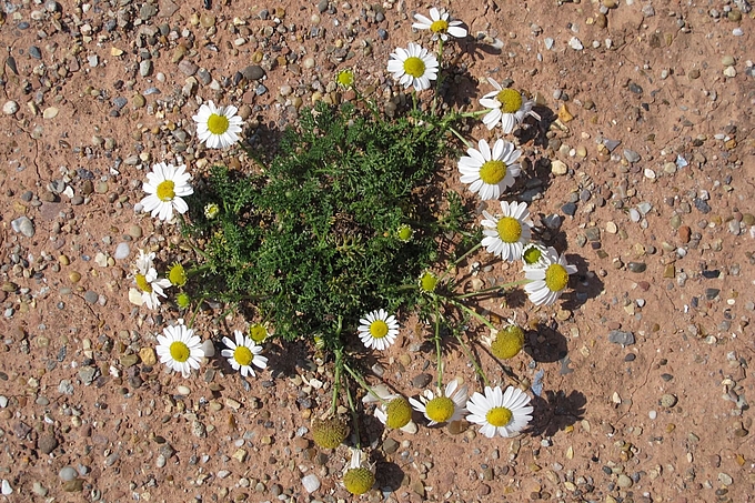 Flache Strandkamille auf rotem Boden Flache Strandkamille auf rotem Boden