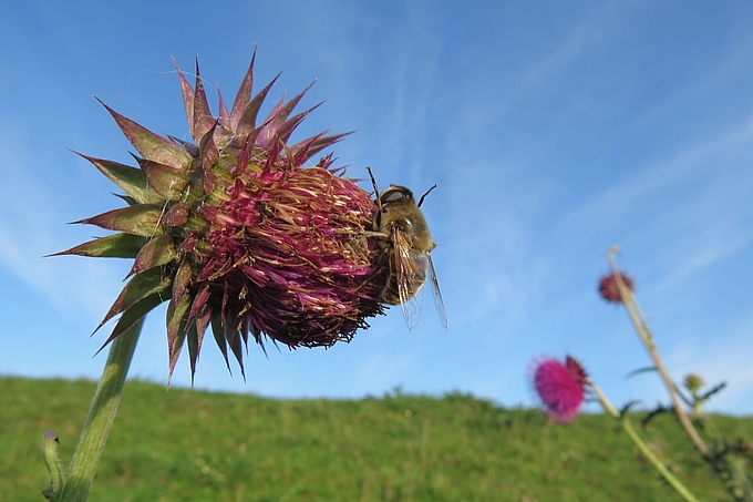 Schwebfliege auf Blüte streckt Vorderbeine vor