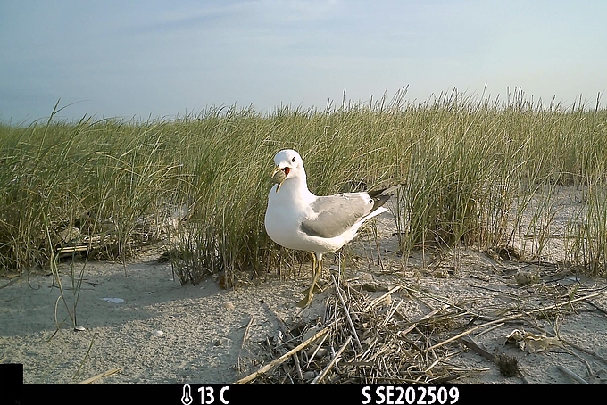 Sturmmöwe trägt Ei im Schnabel Sturmmöwe trägt Ei im Schnabel