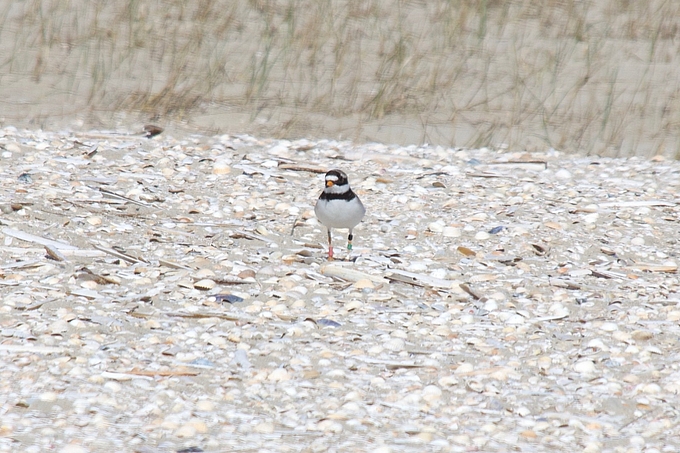 Sandregenpfeifer auf Muschelsandfläche