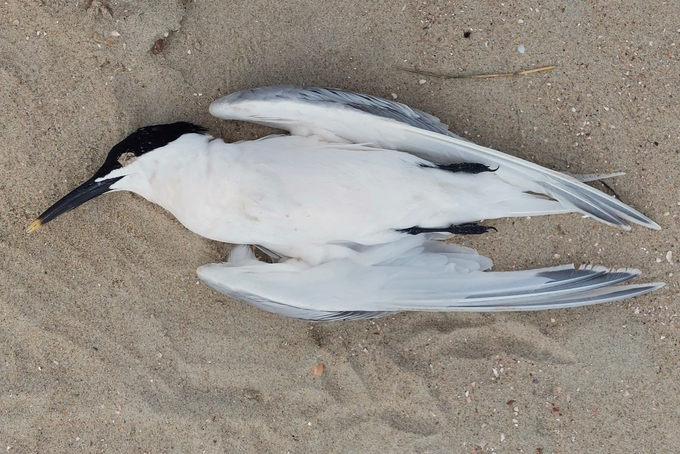 Tote Brandseeschwalbe mit anderen Vogelspuren im Sand daneben