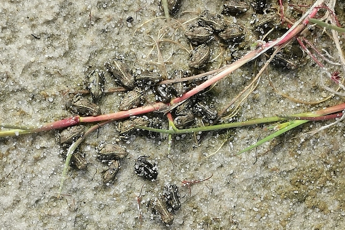 Winzige Kreuzkröten auf feuchtem Sand