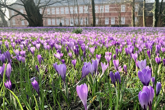 Krokusblüte im Schlosspark