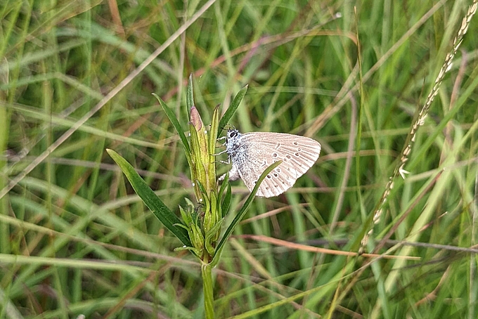 Schmetterling auf Enzian Schmetterling auf Enzian
