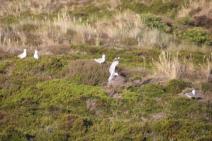 Sturmmöwen in Dünen auf Nahrungssuche