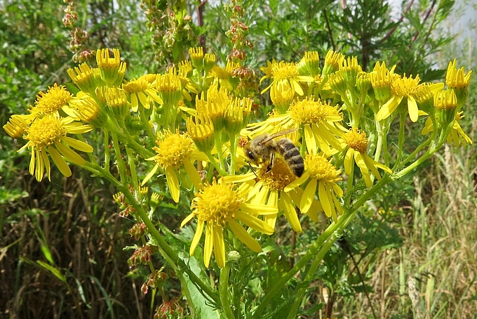 Blüten aus der Nähe