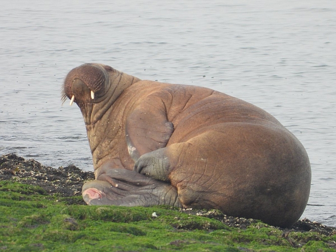 Walross auf Baltrum