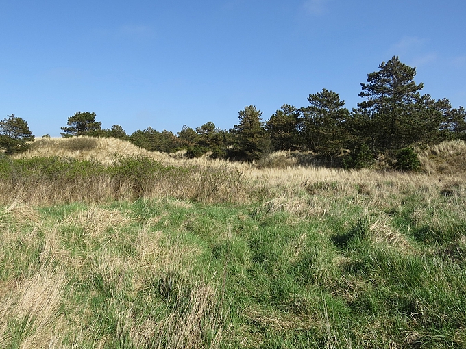 Büsche und Bäume in Dünen