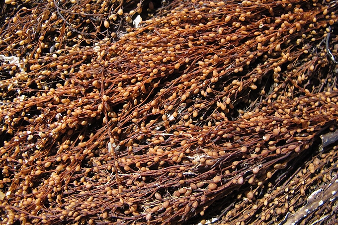 Beeren aus der Nähe