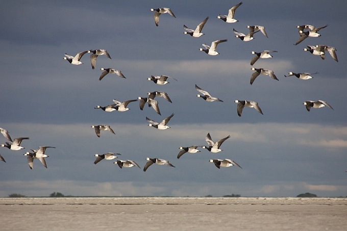 Nonnengänse fliegen tief über der Sandbank.