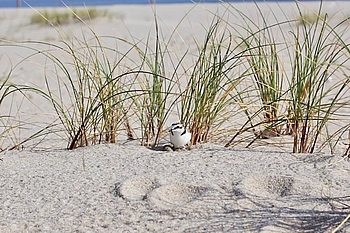 Seeregenpfeifer auf dem Nest